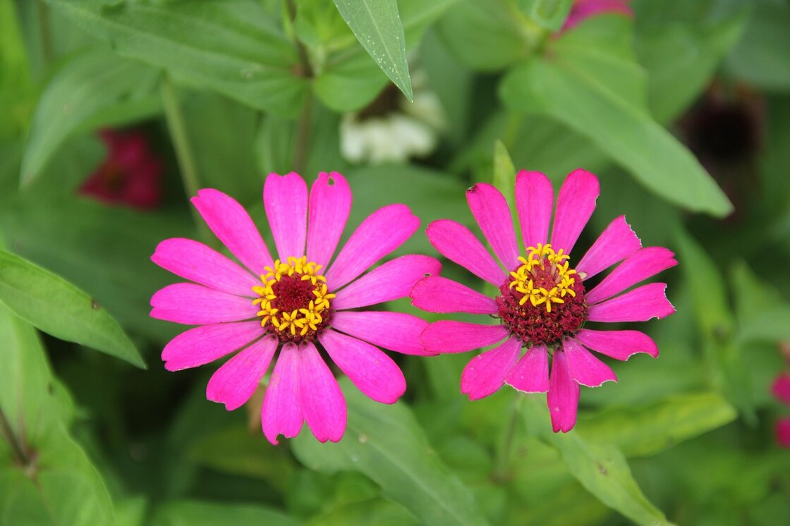 Basistraining complementaire zorg