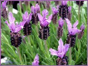 *PARFUMCREME 