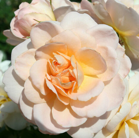 *PARFUMCREME 