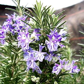 *PARFUMCREME 